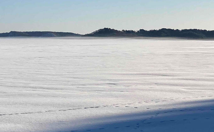 北海道 厚岸産 丸干しコマイ 190g×5パック ソウルフード 魚貝類 干物 焼魚 おつまみ 冷凍 厚岸湖 天日干し 焼くだけ おかず 