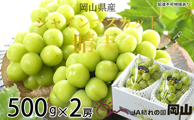 yRzԂǂ 2025N s\ VC }XJbg  500g×2[ 8{`11{ uhE  RY Y t[c ʕ Mtg