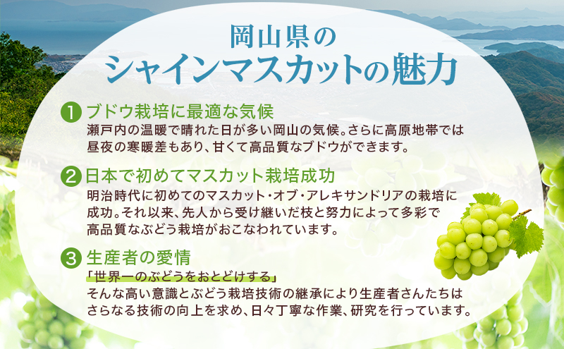 ぶどう 2026年 先行予約 シャイン マスカット 晴王 約400g×2房 8月下旬～11月下旬発送 ブドウ 葡萄 岡山県産 国産 フルーツ 果物 ギフト 