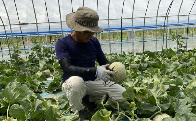 【2026年7月上旬～発送】ふらの 赤肉 メロン 2kg以上×2玉 北海道 富良野市（高見農園）メロン フルーツ 果物 新鮮 甘い 贈り物 ギフト 道産 ジューシー おやつ ふらの ブランド 夏 