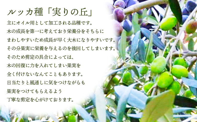 予約商品【 小豆島 】[小豆島産100％] エキストラバージン オリーブオイル 100ml [ルッカ種] 実りの丘※2025年12月発送開始