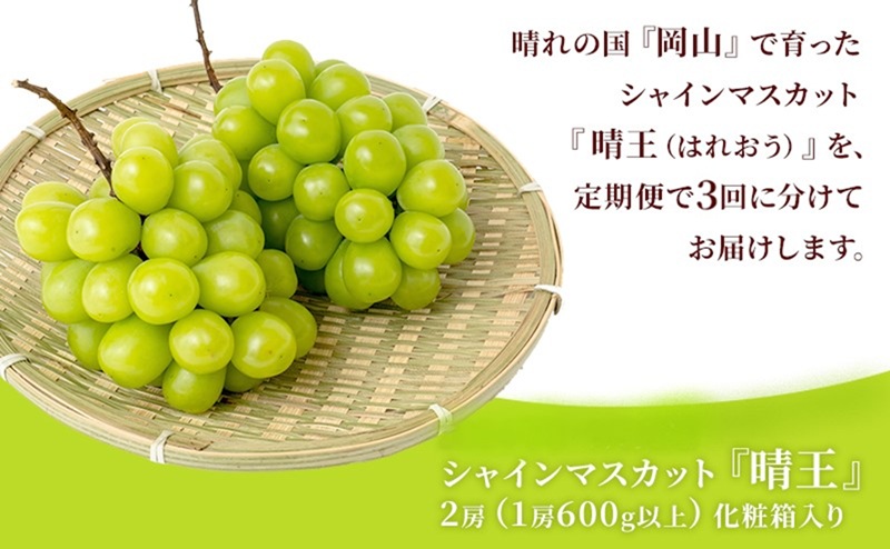 ぶどう 定期便 2026年 先行予約 シャイン マスカット 晴王 各月2房（1房600g以上） 3回コース マスカット ブドウ 葡萄  岡山県産 国産 フルーツ 果物 ギフト 大粒 高級 甘い 弾力 