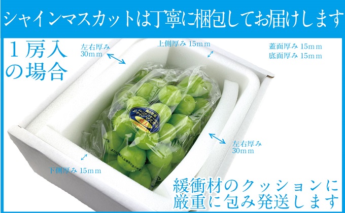 ぶどう 2025年 先行予約 9月・10月発送 シャイン マスカット 晴王 1房 約600g ブドウ 葡萄  岡山県産 国産 フルーツ 果物 ギフト デザート 食後 酸味が少ない 産地直送 