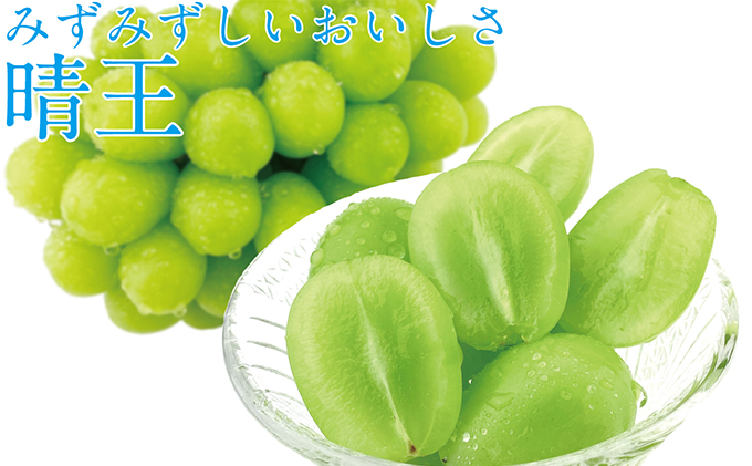 ぶどう 2026年 先行予約 【2回定期便】 シャイン マスカット 晴王 2房（合計約1kg） ブドウ 葡萄  岡山県産 国産 フルーツ 果物 ギフト デザート 食後 酸味が少ない 9月・10月にお届け ハレノフルーツ