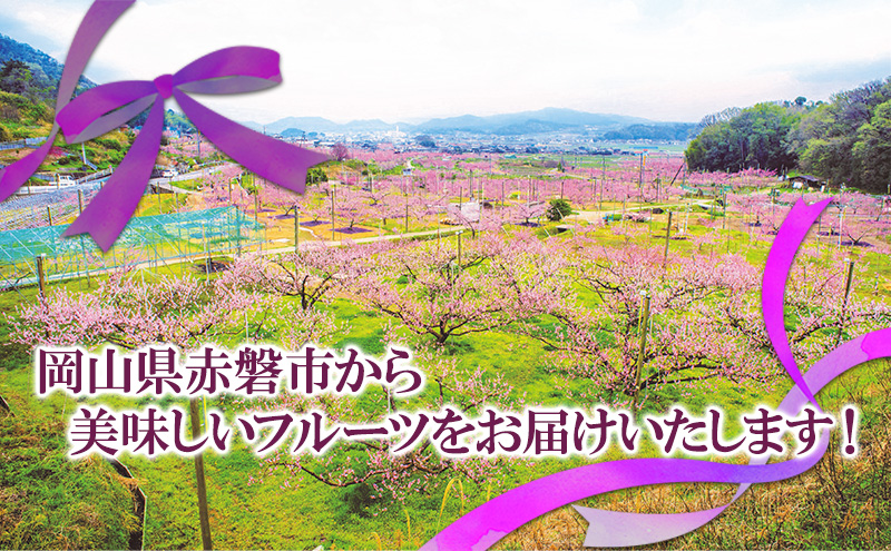 ぶどう 2026年 先行予約 ニュー ピオーネ 大粒 1房 550g以上 ブドウ 葡萄 岡山県 赤磐市産 国産 フルーツ 果物 ギフト 赤坂青空市 黒ブドウ 果物類 