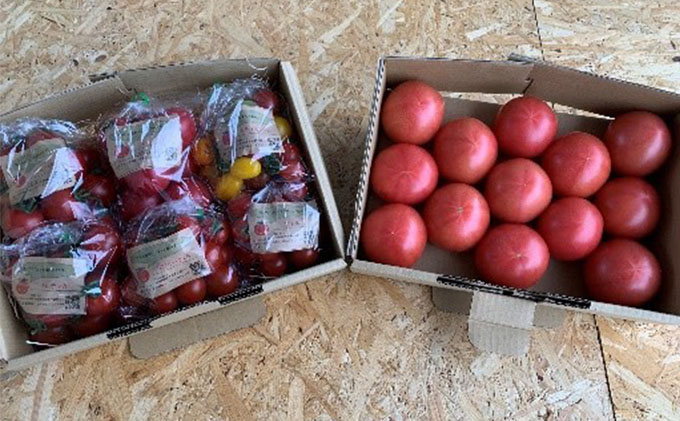 トマト詰め合わせセット 野菜 ミニトマト 