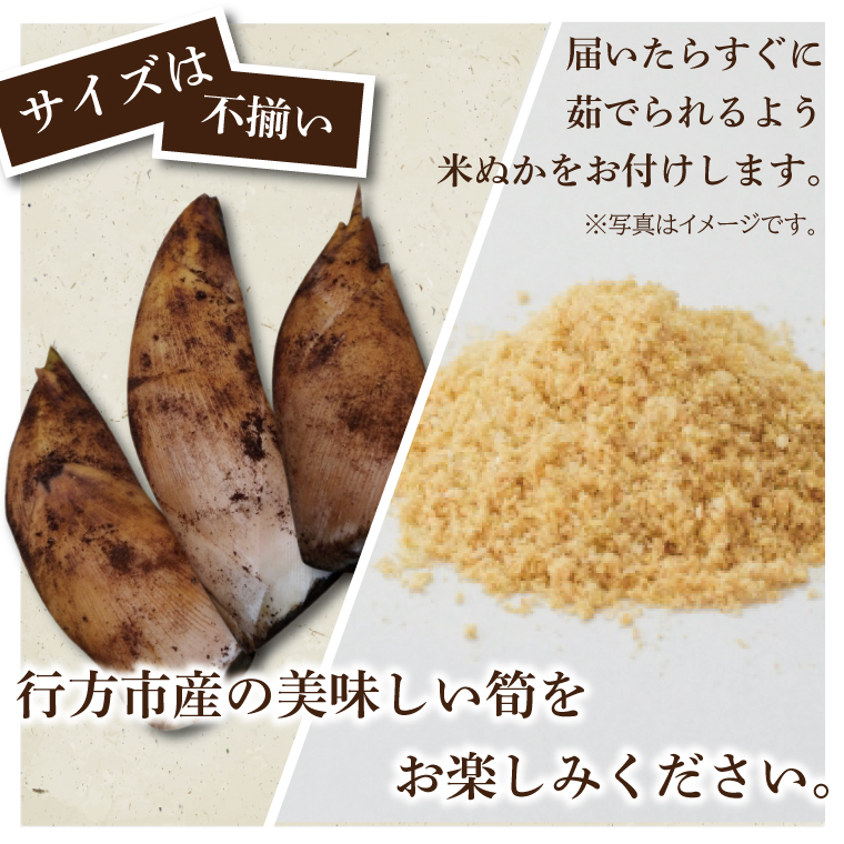 【2026年4月より順次発送】たけのこ 約2kg(米ぬか付き)｜たけのこ タケノコ 筍 旬 米ぬか 堀りたて 先行予約 茨城県 行方市(CP-10)