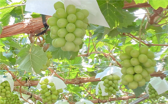 ぶどう 2026年 先行予約 シャイン マスカット 晴王 1房 約650g  ブドウ 葡萄  岡山県産 国産 フルーツ 果物 ギフト デザート 食後 酸味が少ない 産地直送 