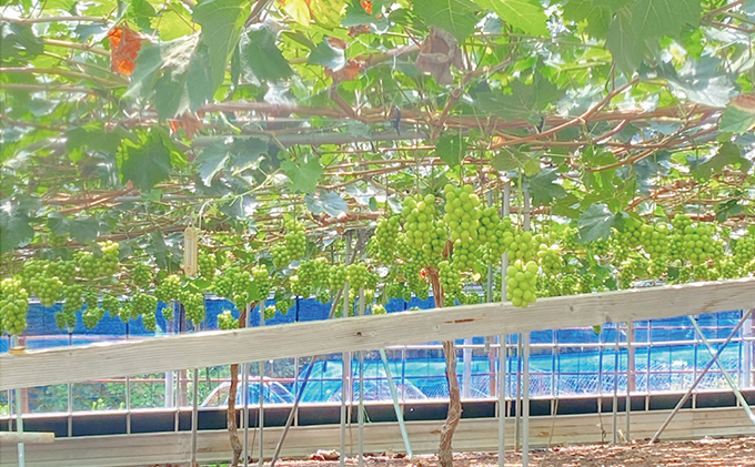 ぶどう 2026年 先行予約 シャイン マスカット 晴王 2房（合計約1kg） ブドウ 葡萄  岡山県産 国産 フルーツ 果物 ギフト デザート 食後 酸味が少ない 産地直送 