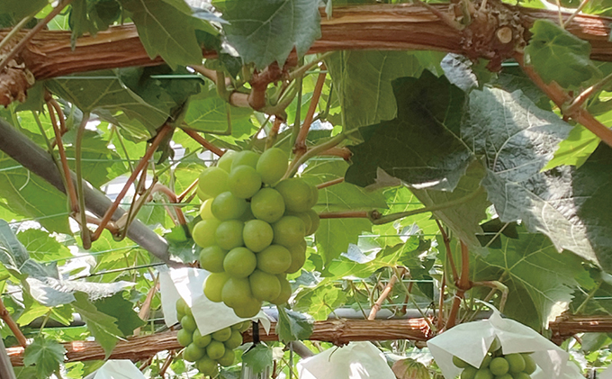 ぶどう 2026年 先行予約 シャイン マスカット 晴王 2房（合計約1kg） ブドウ 葡萄  岡山県産 国産 フルーツ 果物 ギフト デザート 食後 酸味が少ない 産地直送 