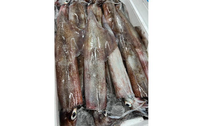 イカ 朝獲れ そのまま製法 やりいか 刺身 漬け 5袋 セット いか 冷凍 おつまみ 詰め合わせ おつまみセット 海鮮 魚介類 魚介 海産物 だし醤油 ぶつ切り 新鮮 青森県鰺ヶ沢町 