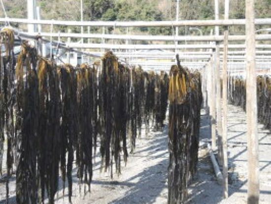 紀州衣奈産乾燥わかめ　150g×5パック(2026年産) 