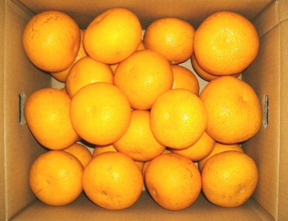 紀州 由良町産 さつきはっさく 約10kg Lまたは2Lサイズ
