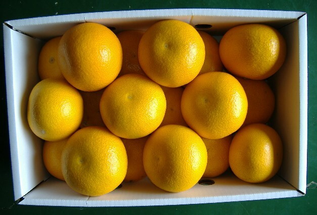 紀州 由良町産 さつきはっさく 約5kg Lまたは2Lサイズ

