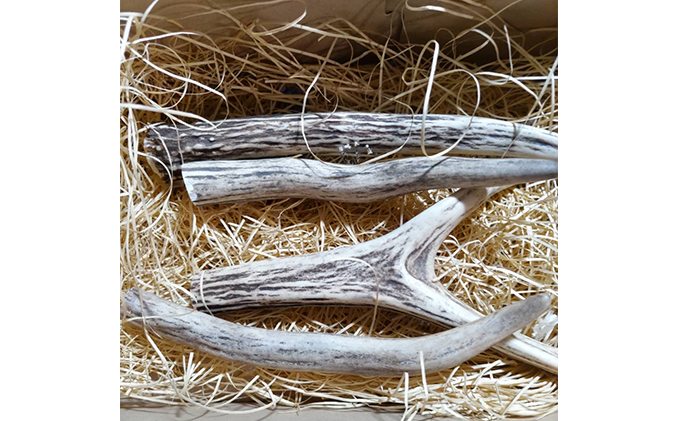 北海道 エゾ鹿角 4本 （15～20cm） 【 インテリア 飾り エゾシカ エゾ鹿 ハンドメイド素材 おもちゃ スタッグ お守り 】