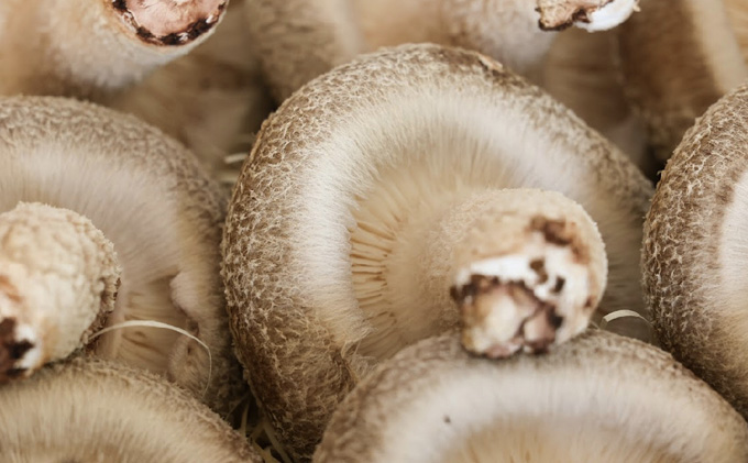 【2026年1月以降発送】菌床しいたけ　「加賀の星プレミアム」 野菜 きのこ きのこ類 食べ物 食材 肉厚 ジューシー 豊かな香り 旨味 国産 日本産 石川県産 国産野菜 国産シイタケ バター焼き 鍋物 ホイル焼き 