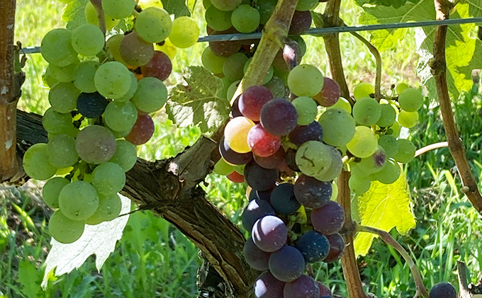 Mille・Beauté (ミリ・ボーテ）無添加 無濾過 赤ワイン 2本セット お酒 晩酌 家飲み 宅飲み 飲み比べ ワイン飲み比べ 自生酵母 6か月間熟成 香り豊か 深い味わい 香り 果実味 