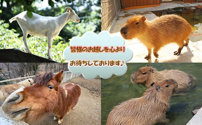 バーベキュー セット もちぶたを堪能できる 手ぶらバーベキュー 2名様分 食べ放題 食事券 体験チケット チケット もちぶた 和豚 もち豚 豚肉 ポーク お肉 肉 豚 精肉 焼き肉 焼肉 アウトドア キャンプ スペシャルキャンペーン 