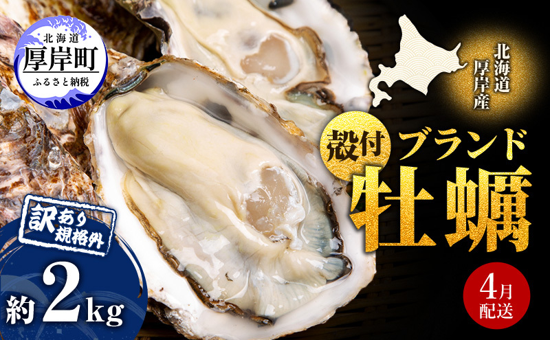 4月配送 訳あり ハーフ 規格外 牡蠣 北海道厚岸産 殻付カキ 約2kg（11～25個）カキナイフ付 生食 魚貝類 生牡蠣 かき 生カキ カキフライ マルえもん いびつな形 四季によって違う味わい コクがあり濃厚