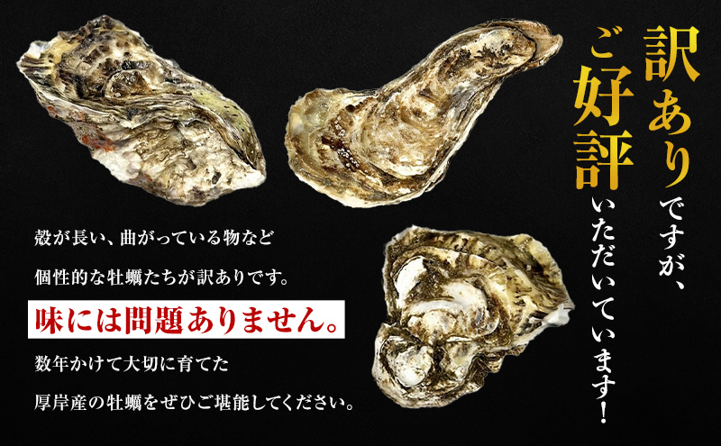 4月配送 訳あり ハーフ 規格外 牡蠣 北海道厚岸産 殻付カキ 約2kg（11～25個）カキナイフ付 生食 魚貝類 生牡蠣 かき 生カキ カキフライ マルえもん いびつな形 四季によって違う味わい コクがあり濃厚