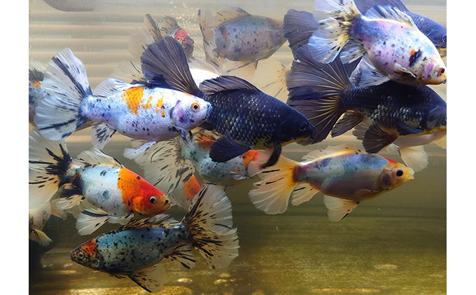 尾がハート型の寿恵廣錦（すえひろにしき） 地域のお礼の品 カタログ 生き物 ガラス水槽 飼育 生体 魚 