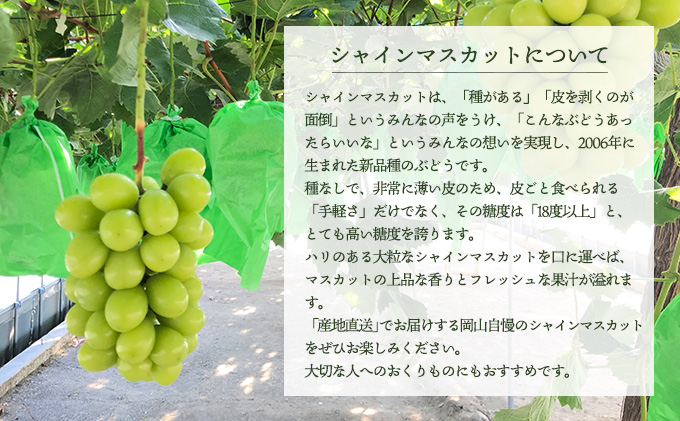 ぶどう 2026年 先行予約 シャイン マスカット 大房 2房 約1.5kg 秀品 ブドウ 葡萄 岡山 赤磐市産 国産 フルーツ 果物 ギフト 果物類 デザート 食後 産地直送 甘い 種なし 皮ごと 大粒 