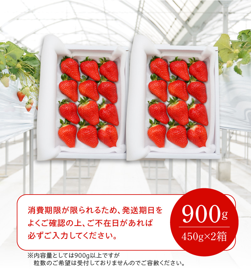 愛知県碧南市のふるさと納税 （予約受付中）【12月から順次発送】まるで赤いサファイア!!丹精込めた完熟いちご!! 約900g　H130-010