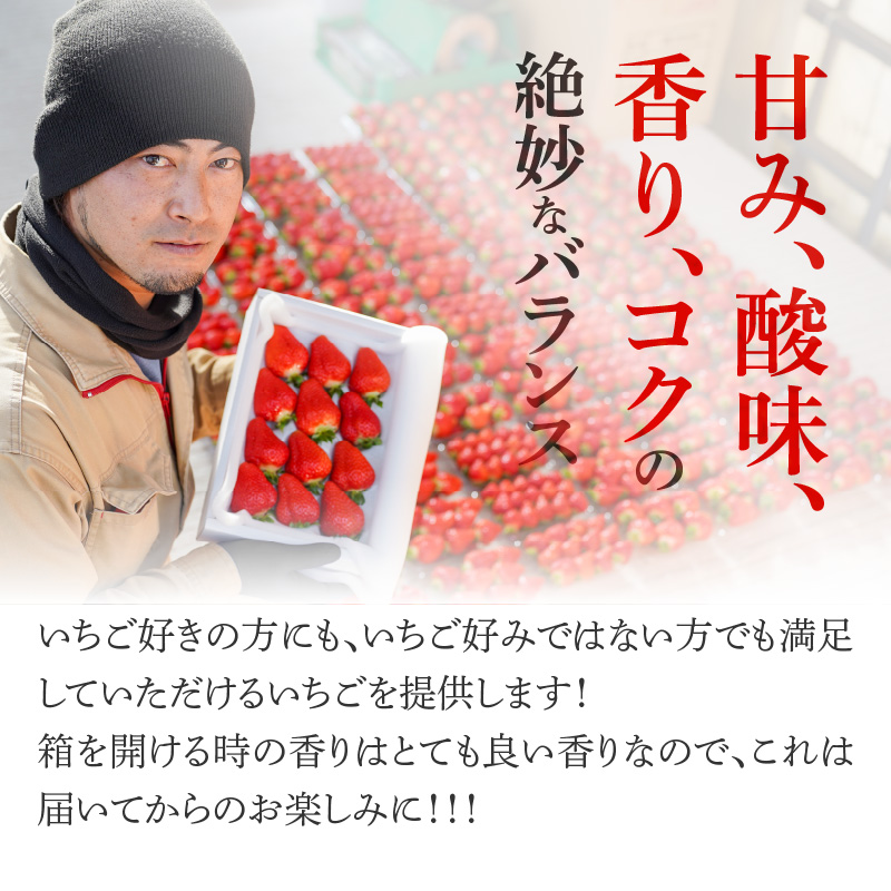 愛知県碧南市のふるさと納税 （予約受付中）【12月以降順次発送】まるで赤いサファイア!!丹精込めた完熟いちご!! 約450g H130-012