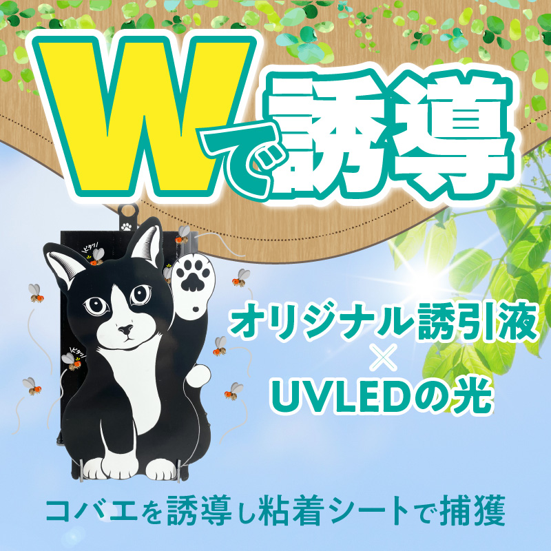 ハチワレ猫君の「コバエとれるかな」 [084M01] / 愛知県小牧市