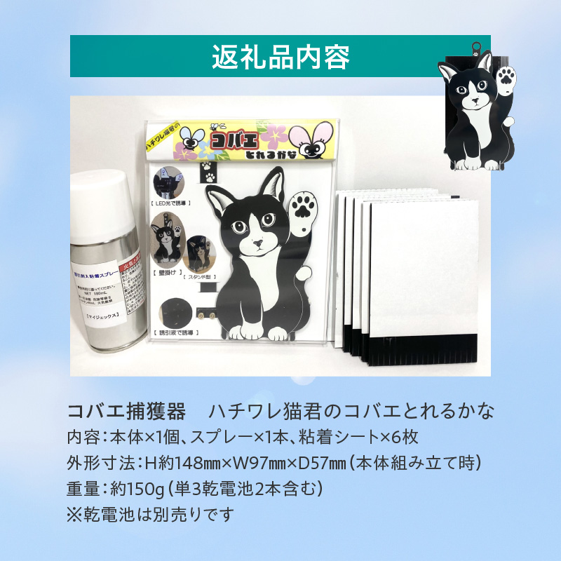 ハチワレ猫君の「コバエとれるかな」 [084M01] / 愛知県小牧市