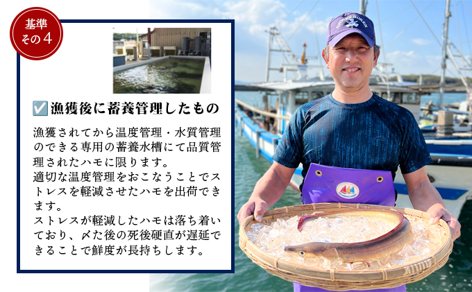 香川県土庄町のふるさと納税 【 小豆島 】『小豆島島鱧』活け締め骨切り瞬間冷凍  新鮮 海の幸 ハモ