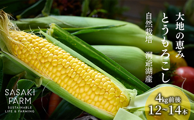 北海道産 とうもろこし 4kg前後 12-14本 8月30日から9月25日まで順次出荷 先行予約 北海道 トウモロコシ とうきび 旬 完熟 朝もぎ 野菜 産地直送 お取り寄せ 佐々木ファーム 洞爺湖