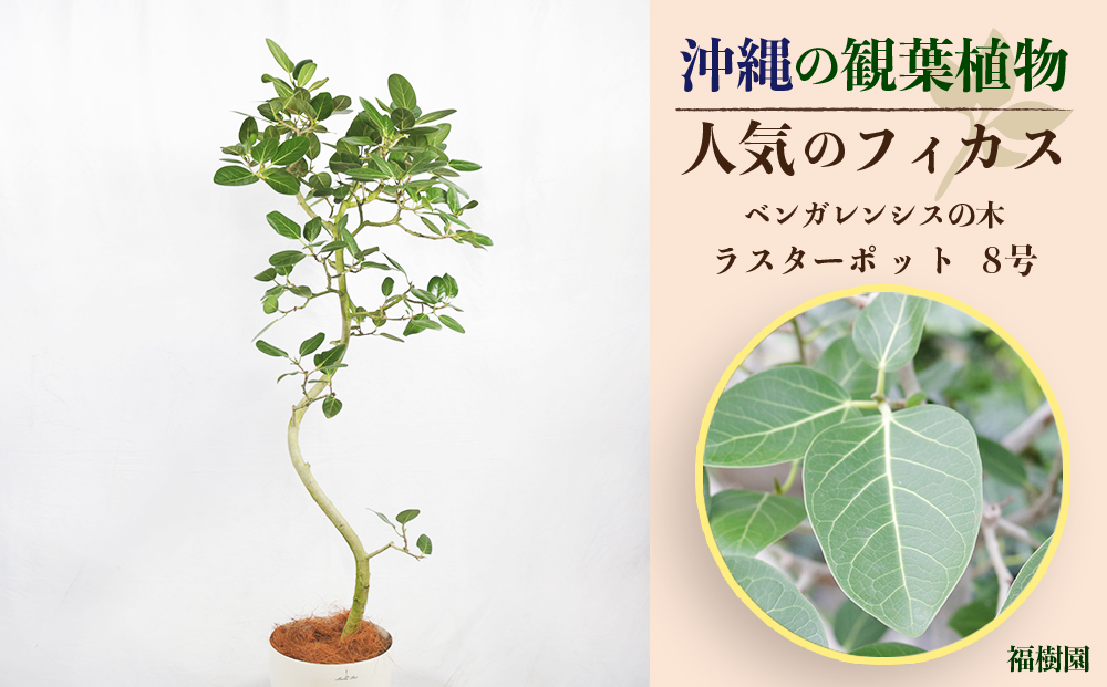 沖縄の観葉植物 人気のフィカス ベンガレンシス8号 ラスターポット