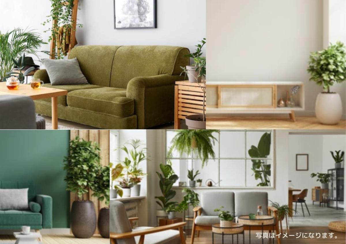 沖縄の観葉植物 人気のフィカス ベンガレンシス8号 ラスターポット