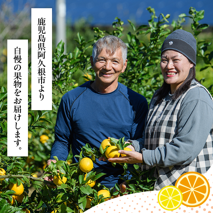 鹿児島県阿久根市のふるさと納税 ＜先行予約受付中！2026年1月上旬以降順次発送＞数量限定！紅さわ香(10kg) 国産 鹿児島県 阿久根市 果実 果物 フルーツ 柑橘 紅甘夏 みかん ミカン 期間限定 数量限定【桐野柑橘株式会社】akn070-03