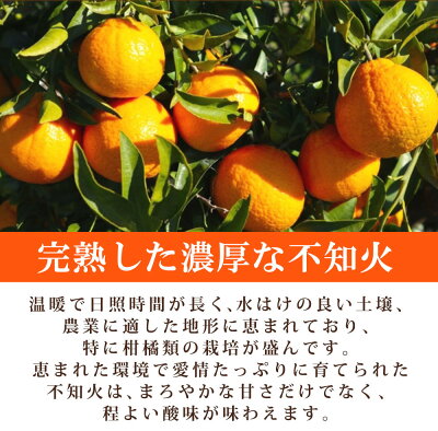 G7356_【2026年先行予約】不知火 5kg デコポン 柑橘の王様 甘い プリプリ ジューシー 濃厚 フルーツ 果実 果物 柑橘 紀州有田産 国産 食品 食べ物 お取り寄せ 魚鶴商店 和歌山県 湯浅町 送料無料
