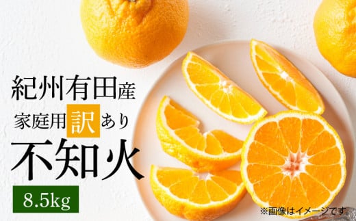 ya̎RLcS󒬁zG7359_y2026Ns\zIBLcY sm (ʂ)yƒp 󂠂z8.5kg