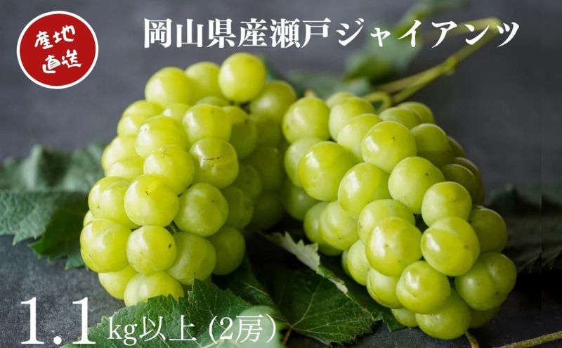 yRʖszI ˃WCAc 2[ v1.1kgȏ Yn ̂ Ԃǂ  Kawahara Green Farm RY 2026N ʕ t[c R̃uhE fU[g Hו Y {Y