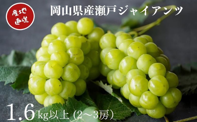 厳選 瀬戸ジャイアンツ 2～3房 合計1.6kg以上 産地直送 朝採れ ぶどう 葡萄 Kawahara Green Farm 岡山県産 2026年 果物 フルーツ 岡山のブドウ デザート 食べ物 国産 日本産 