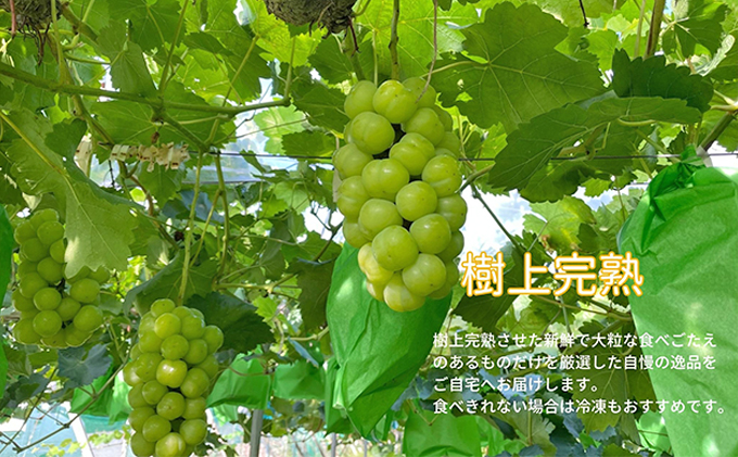 厳選 瀬戸ジャイアンツ 2～3房 合計1.6kg以上 産地直送 朝採れ ぶどう 葡萄 Kawahara Green Farm 岡山県産 2026年 果物 フルーツ 岡山のブドウ デザート 食べ物 国産 日本産 