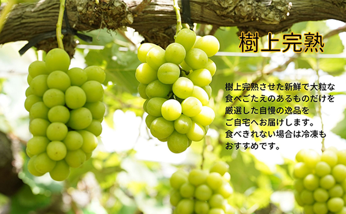 厳選 シャインマスカット・瀬戸ジャイアンツ 2～3房 合計1.7kg以上 詰合せ 産地直送 朝採れ ぶどう 葡萄 Kawahara Green Farm 岡山県産2026年 果物 フルーツ 岡山のブドウ デザート 食べ物 国産 日本産 