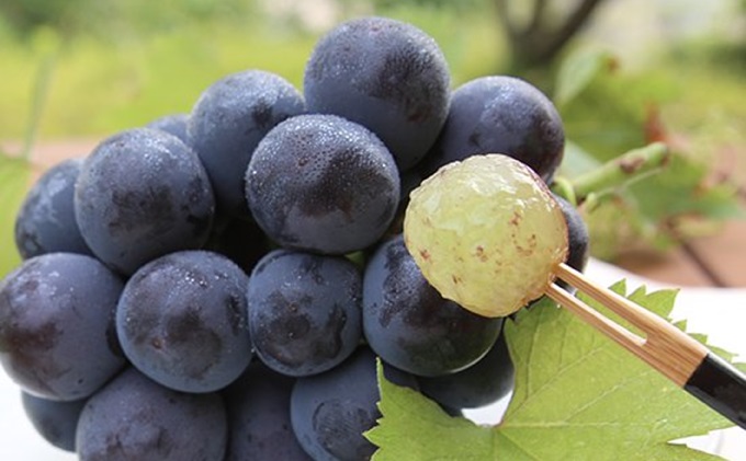 桃 ぶどう 2026年 先行予約 清水白桃 5玉 約1.5kg（1玉約300g） ニューピオーネ 1房 550g以上 白桃 もも 葡萄 ブドウ ピオーネ 詰合せ 岡山県産 国産 フルーツ 果物 ギフト 桃茂実苑 果物類 