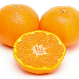 ZD6376n_【厳選・濃厚】【2026年先行予約】 紀州有田産のはるみ 約4kg(サイズおまかせ)【ハルミ 春見 ミカン 蜜柑 柑橘 和歌山 有田】