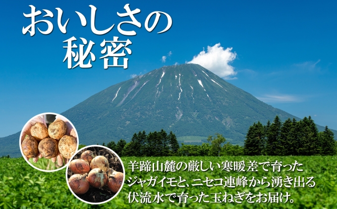 北海道倶知安町のふるさと納税 北海道産 じゃがいも キタアカリ 玉ねぎ Lサイズ 各約10kg ジャガイモ 北あかり 馬鈴薯 ポテト 玉葱 常備野菜 根菜 産直 JAようてい 送料無料 北海道北海道のジャガイモ 食品