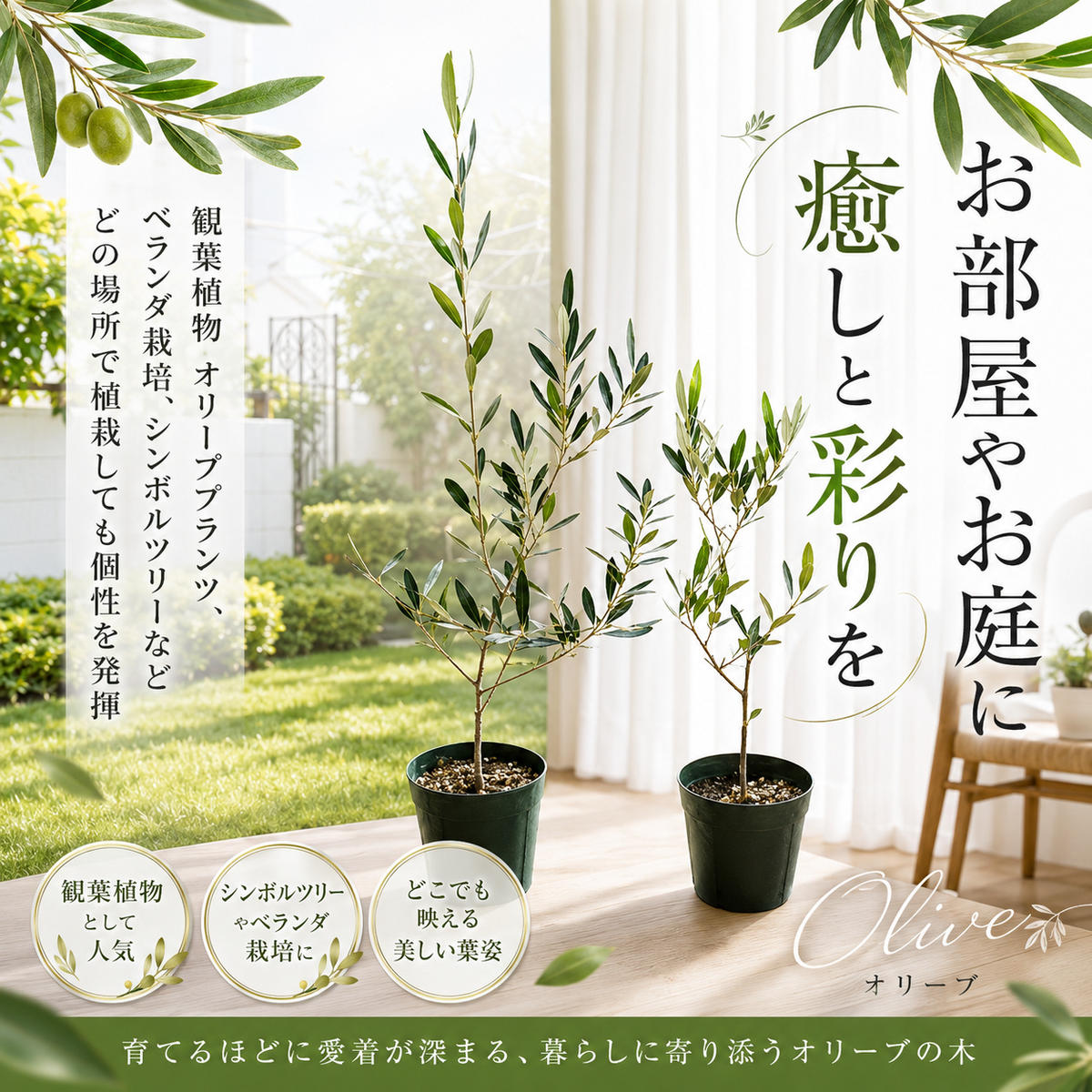 小豆島 】【2026年3月より発送】瀬戸内のオリーブ苗木2本セット 植物