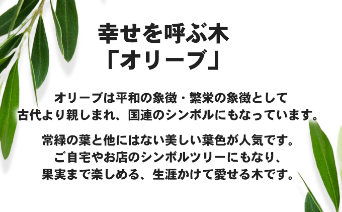 【 小豆島 】【2026年3月より発送】瀬戸内のオリーブ苗木2本セット 植物 インテリア 観葉植物 