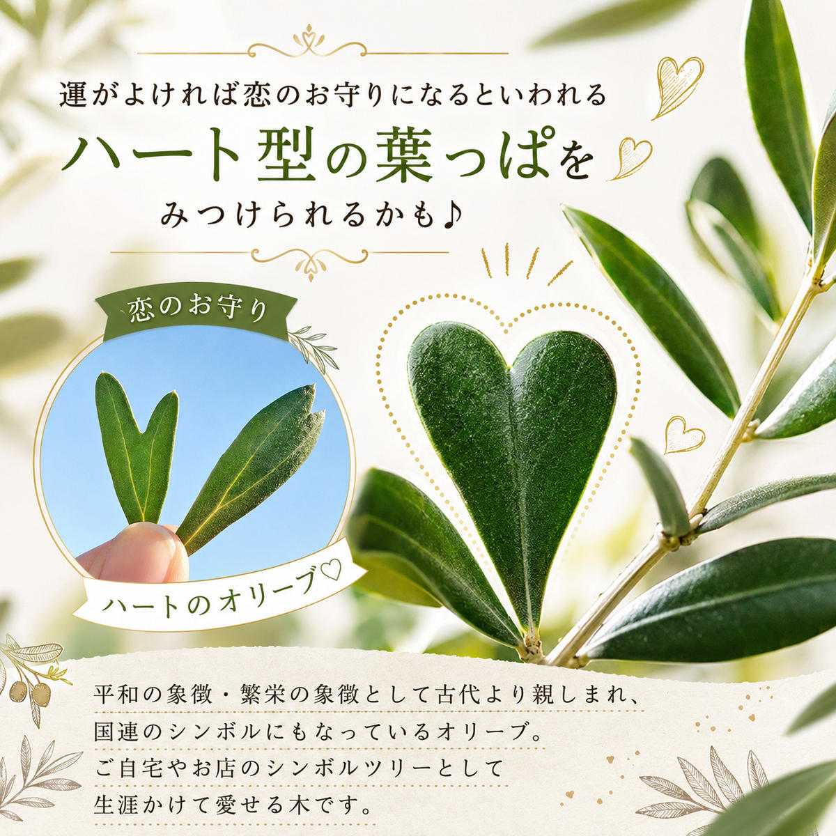 小豆島 】【2026年3月より発送】瀬戸内のオリーブ苗木2本セット 植物