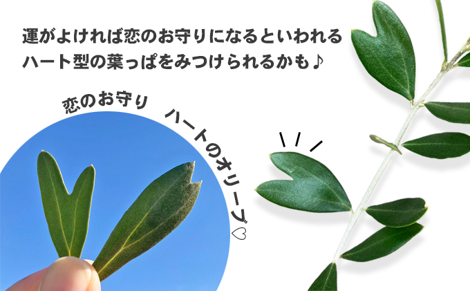 【 小豆島 】【2026年3月より発送】瀬戸内のオリーブ苗木2本セット 植物 インテリア 観葉植物 