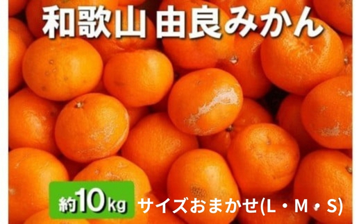 和歌山由良町産 由良みかん 約10kg 秀品 サイズおまかせ(Ｌ・М・Ｓ)◆ ※北海道・沖縄・離島への配送不可 ※2025年11月下旬～2026年1月中旬頃に順次発送予定