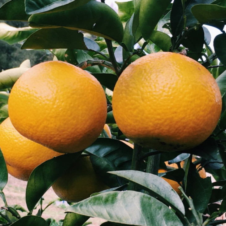 【手選果】有田産の八朔10kg（Lまたは2Lサイズいずれかお届け） ※2026年1月下旬～2月下旬頃に順次発送予定